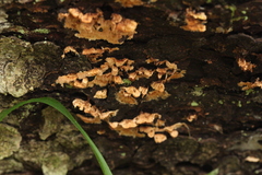 Mycoacia aurea