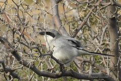 Lanius excubitor