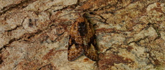 Thrincophora