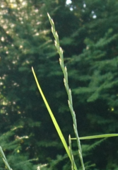 Lolium perenne