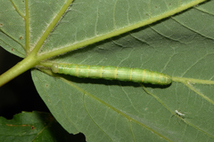 Alsophila aescularia