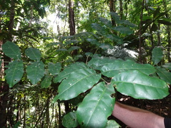 Micromelum minutum