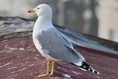 Larus michahellis