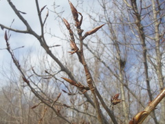 Populus longifolia