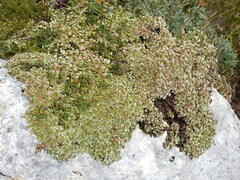 Potentilla nitida