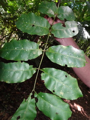Micromelum minutum