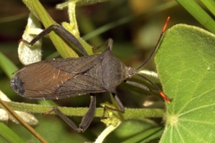 Anoplocnemis curvipes