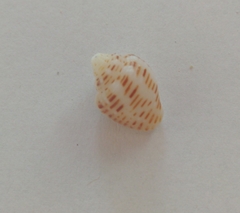 Columbella mercatoria