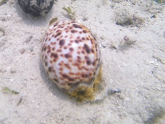 Cypraea tigris