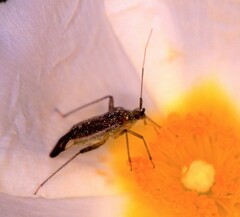 Closterotomus trivialis