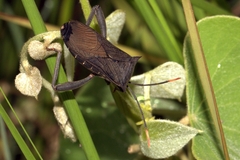 Anoplocnemis curvipes