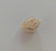 Columbella mercatoria