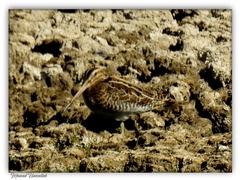 Gallinago gallinago