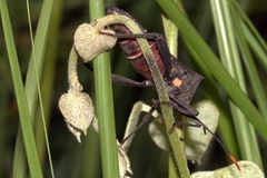 Anoplocnemis curvipes