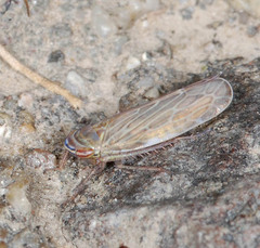 Paramesus major