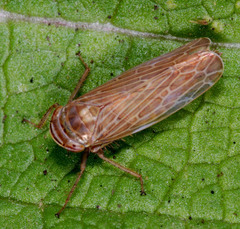 Paramesus major