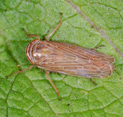 Paramesus major