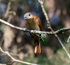 Pachyramphus validus