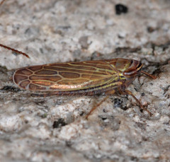 Paramesus major