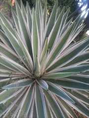 Agave