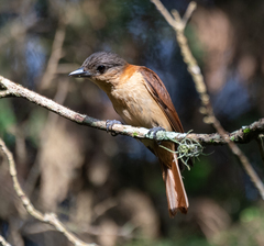 Pachyramphus validus