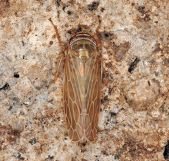 Paramesus major