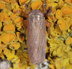 Paramesus major