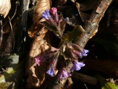 Pulmonaria officinalis