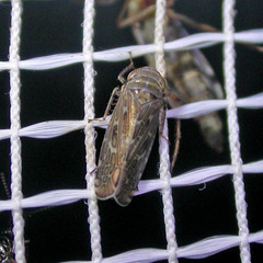 Parapotes reticulatus