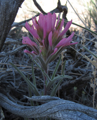 Castilleja angustifolia angustifolia