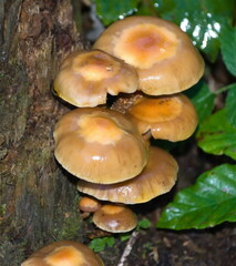 Kuehneromyces