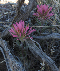 Castilleja angustifolia angustifolia
