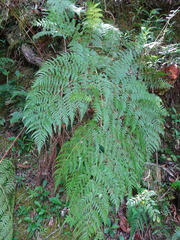 Calochlaena straminea