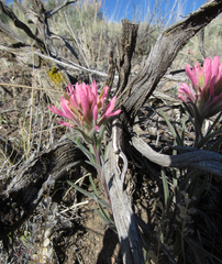 Castilleja angustifolia angustifolia