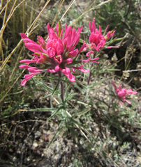 Castilleja angustifolia angustifolia