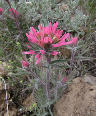 Castilleja angustifolia angustifolia