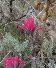 Castilleja angustifolia angustifolia