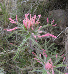 Castilleja angustifolia angustifolia