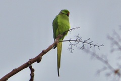 Psittacula krameri
