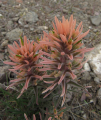 Castilleja angustifolia angustifolia