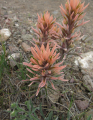 Castilleja angustifolia angustifolia