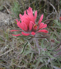 Castilleja angustifolia angustifolia