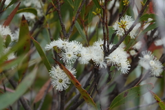 Eucalyptus stricta