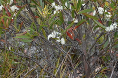 Eucalyptus stricta