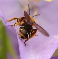 Andrena curvungula