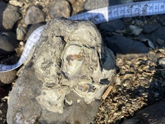 Saccostrea cuccullata