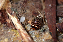 Platynectes dissimilis