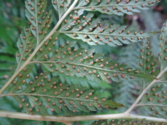 Calochlaena straminea