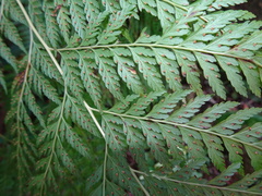 Calochlaena straminea