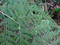 Calochlaena straminea